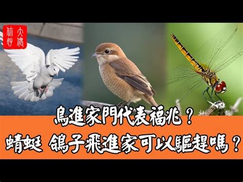 小鳥飛進家裡簽幾號|【小鳥跑進家裡】小鳥闖進家裡，是什麼吉兆還是凶兆？教你看懂。